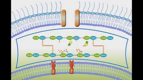 Penicillin Mechanism of Action animation video