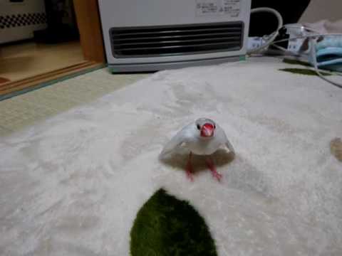 ドライヤーを浴びる文鳥  