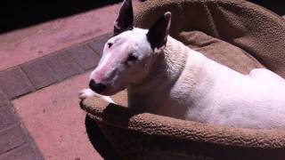 Bear Oatman, Best English Bull Terrier Ever