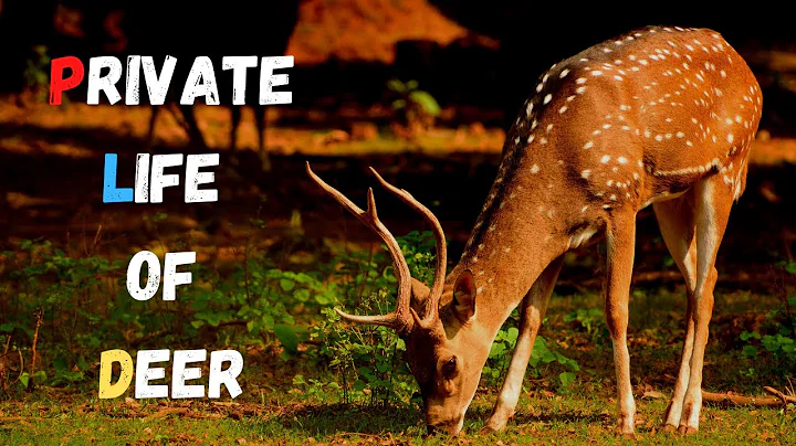 The Private Life of Deer - Amazing Nature video | All Animals - DayDayNews