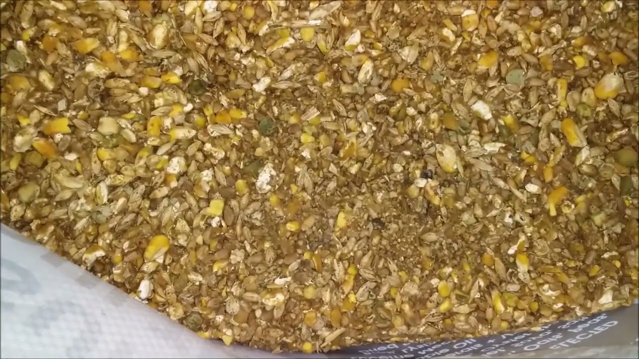 Just a Chat about feeding.