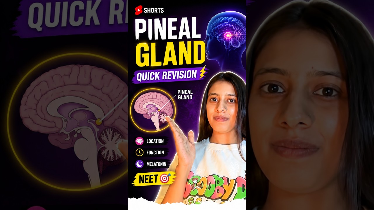 🧠 Pineal Gland | Origin, Location & Function 🔥 | NEET 2027 Quick Revision #Shorts