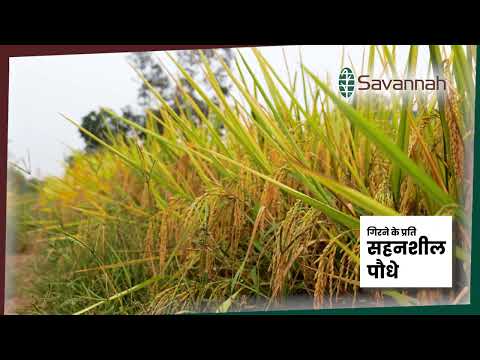 क्या सवा 7301 ने सच में बदल दी अरेन दास साहू की खेती की किस्मत? | छत्तीसगढ़ के किसान का अनुभव | - video from Savannah Seeds