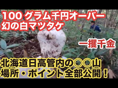 北海道　松茸　本日採れ　生物ですので、明日の昼までで掲載終了いたします。 北海道 松茸 本日採れ 生物ですので、明日の昼までで掲載終了