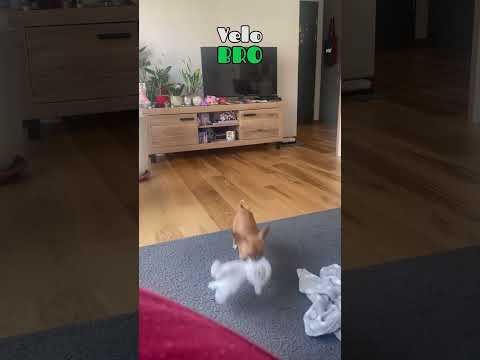 ЛУЧШИЙ ДРУГ #Чихуаха #друзья #собака #другчеловека#Милота #ЖизньКурьера#Польша #познань