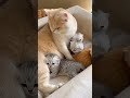 5 Amazing Facts About Dogs 🐶Cute Cat Moments You Will Love 🐱 Urmi daily dose