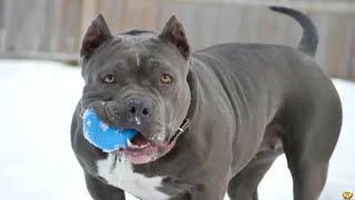 Finding the Perfect Match A Guide to American Bully Adoption