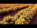 Astagandha INDUS  Marigold Flowers . farmers get good yields n profit
