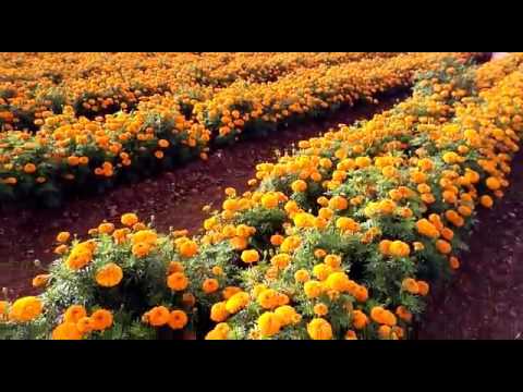 Video: Alkuperäiset marigolds: ideoita ja valokuvia