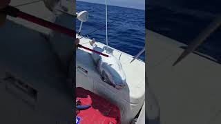 🆘ΛΑΓΟΚΕΦΑΛΟΣ ΔΑΓΚΩΝΕΙ ΜΕΤΑΛΛΙΚΟ ΚΟΥΤΙ ΑΝΑΨΥΚΤΙΚΟΥ ΣΑΝ ΒΟΥΤΥΡΟ