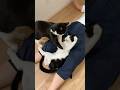 人の上で戦い始める猫たちがかわいい #猫 #cat #かわいい