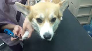 How to trim your dog’s nails. by Dogs A-Z 108 views 7 months ago 2 minutes, 50 seconds