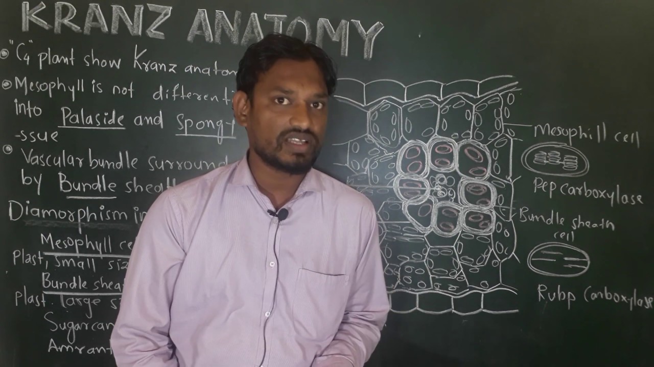 KRANZ ANATOMY IN HINDI Neet YouTube