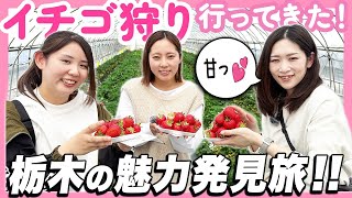 Mashiko Town Yoshimura Farm Strawberry Picking Project] A dealer