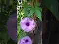 UBI KATES or Ipomoea cairica #ubikates #ipomoea #ipomoeacairica Cairo morning glory