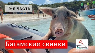 Багамские свинки 2020 или Exuma Pig beach #aleksandrtravel