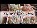 [多肉植物]春が来たから〜増やすわよ〜^_^1人になった私の戯言
