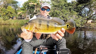 Peacock bass fishing ...
