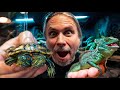 TWO HEADED TURTLE and JESUS LIZARDS GET NEW HABITATS!! !! | BRIAN BARCZYK