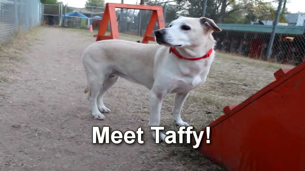 petco hours Taffy - ADOPTED!
