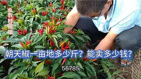 实拍河南农村，朝天椒一亩地产多少斤能卖多少钱知足了 - 天天要闻