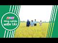 Nông dân Lê Minh Đời - Liên kết để sản xuất lớn | Nông nghiệp Miền Tây
