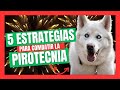 5 estrategias para evitar estrsansiedad por fuegos artificiales en perros y gatos  bonus de oro