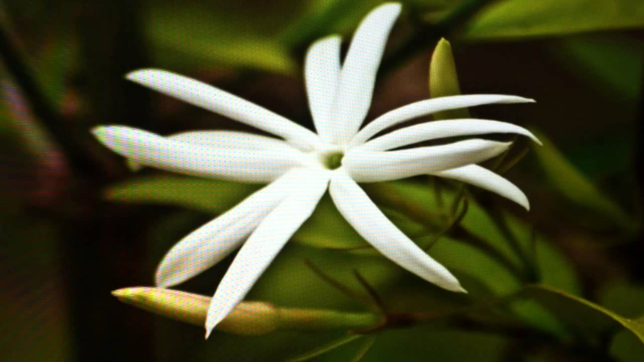 Silent Night Harmonica By Harproli ˛˚ ♫. ˛ YouTube