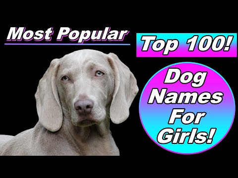 Vídeo: 200+ Lucky Irish Dog Names e Significados: De Aidan a Una