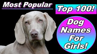 Top 100 Dog Names For Girl with Meanings and Origins!