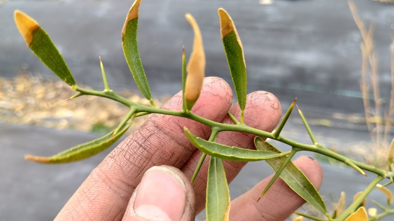 Эреморанг — удивительно морозостойкий (пока что) австралийский цитрусовый гибрид!