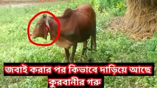 জবাই করার পর কিভাবে দাঁড়িয়ে আছে কোরবানির গরু। আল্লাহু আকবার আল্লাহ সবই দেখাতে পারে।