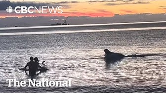 Thumbnail for #TheMoment a sea lion lunged at cold plungers