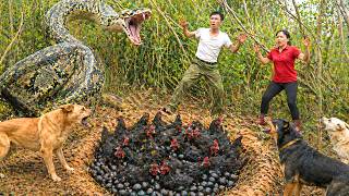 Famous 72 Hours in the Wild: Harvesting Black Chickens and Black Eggs in the Forest — Giant Python Appears! Net Worth