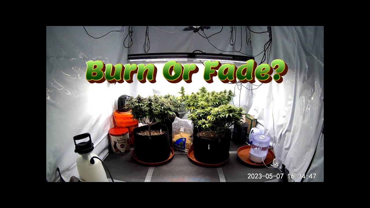 Week 13 Photoperiod Grow (Burn Or Fade?)