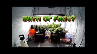 Week 13 Photoperiod Grow (Burn Or Fade?)