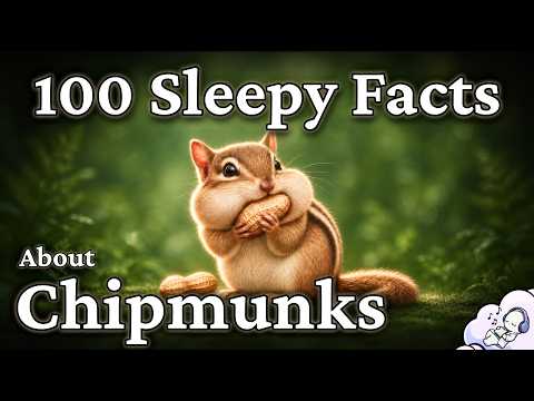 The Most Relaxing Facts About Chipmunks to Fall Asleep To