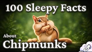 The Most Relaxing Facts About Chipmunks to Fall Asleep To