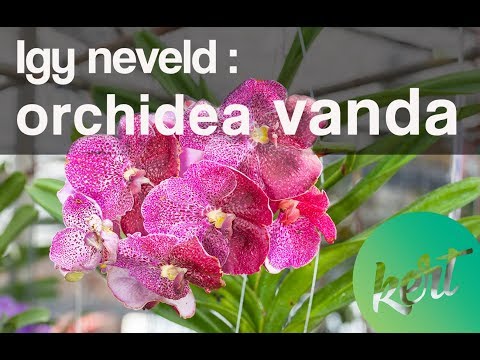 Videó: Miben Különbözik Az Orchidea A Phalaenopsistól? 29 Fénykép Phalaenopsis - Orchidea Vagy Sem? A Fajok Főbb Különbségei és Leírása