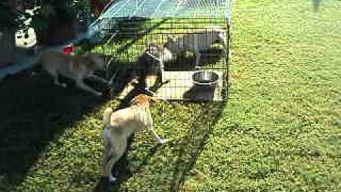 Soildans pups with 1st live coon