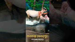 ছাগল পালন #মা ছাগলের যত্ন #bakripalankaisekre #goatfarmingbusiness #goat care ##