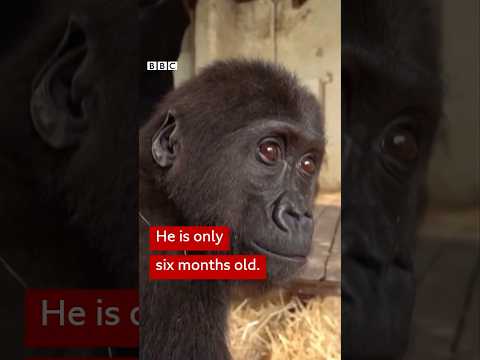 The baby gorilla rescued from the cargo of a plane - BBC Africa