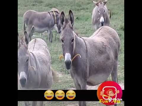 الما يحب النسوان الله يبعدلو على من تصعد مطي بلسيارة شحشيش عراقي مقاطع مضحكة