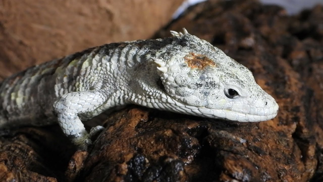 東京生き物図鑑 アブロニア・リトロチラ（Abronia lythrochila