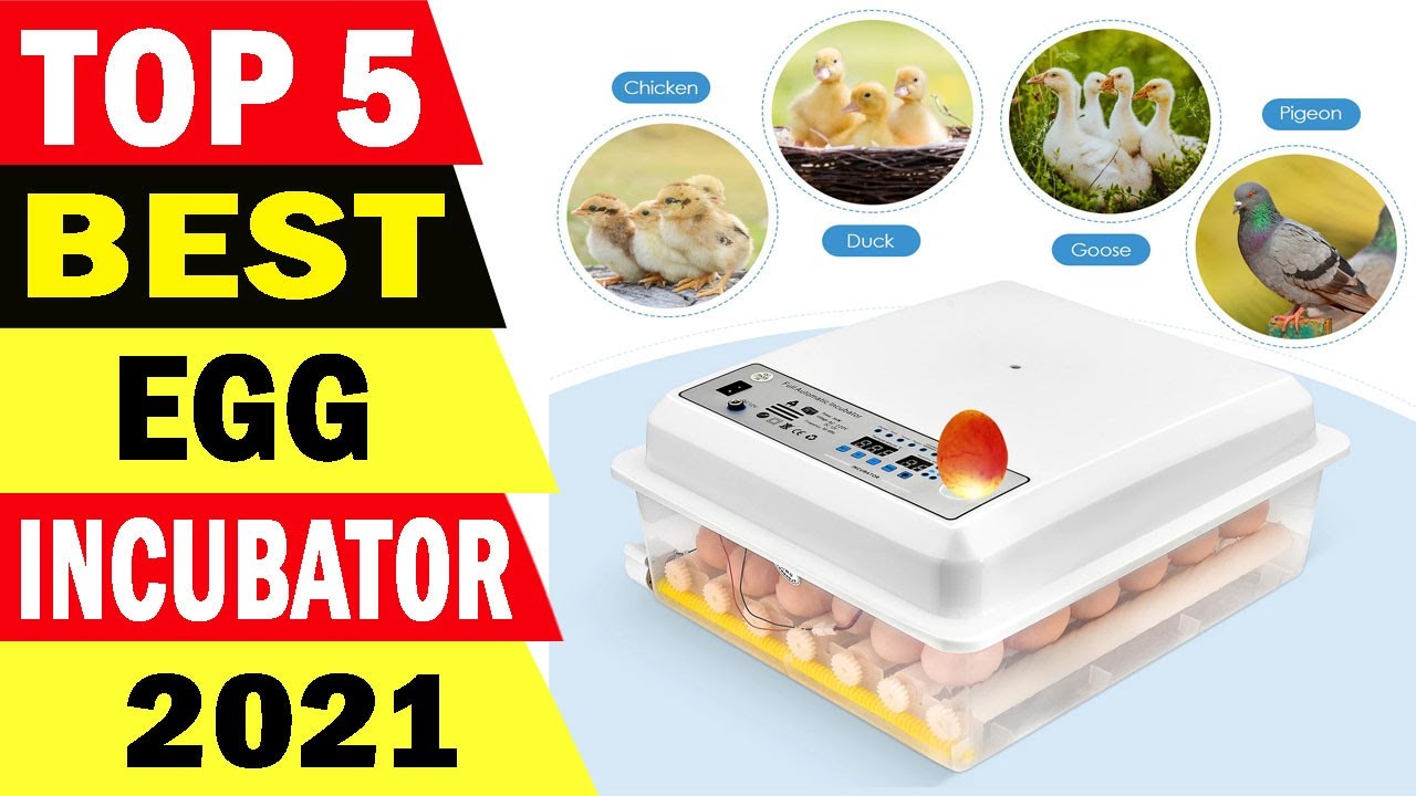 Top 5 Best Egg Incubator Review 2021 YouTube