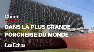 À l’intérieur de la plus grande porcherie verticale au monde