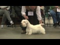 Sealyham Terrier - Best of Breed の動画、YouTube動画。