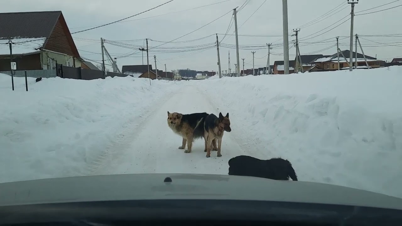 Как слипаются собаки