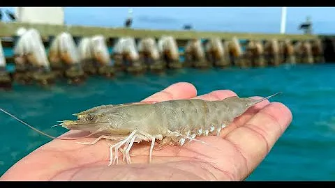 How to Rig and Hook a Live Shrimp (and Mistakes to Avoid)