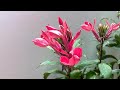 【宿根ロベリア】ベニバナサワギキョウの開花（花の開花＃441）/ Blooming Lobelia cardinalis (Timelapse)